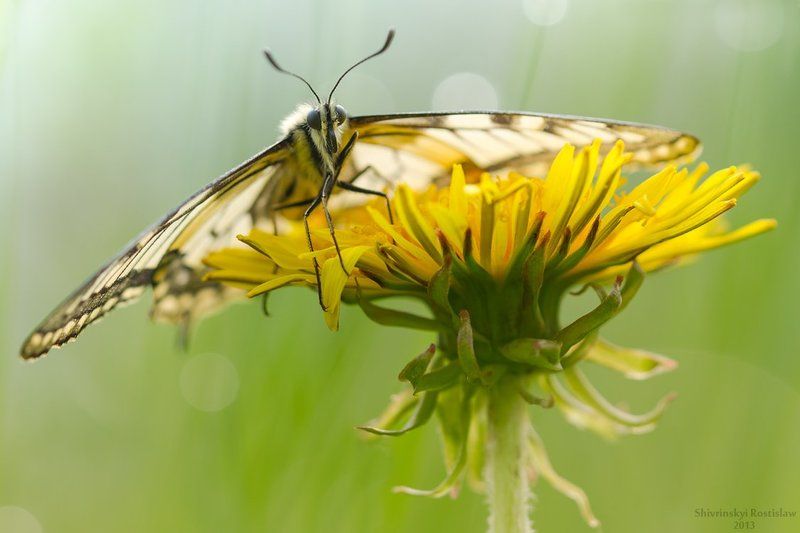 Весенний махаон фото превью