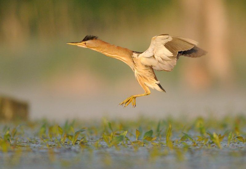 Little Bittern фото превью