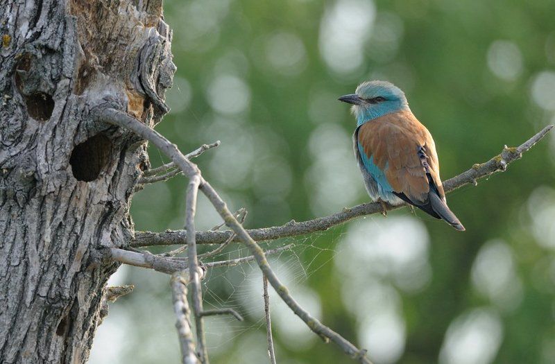 Eurasian Roller фото превью