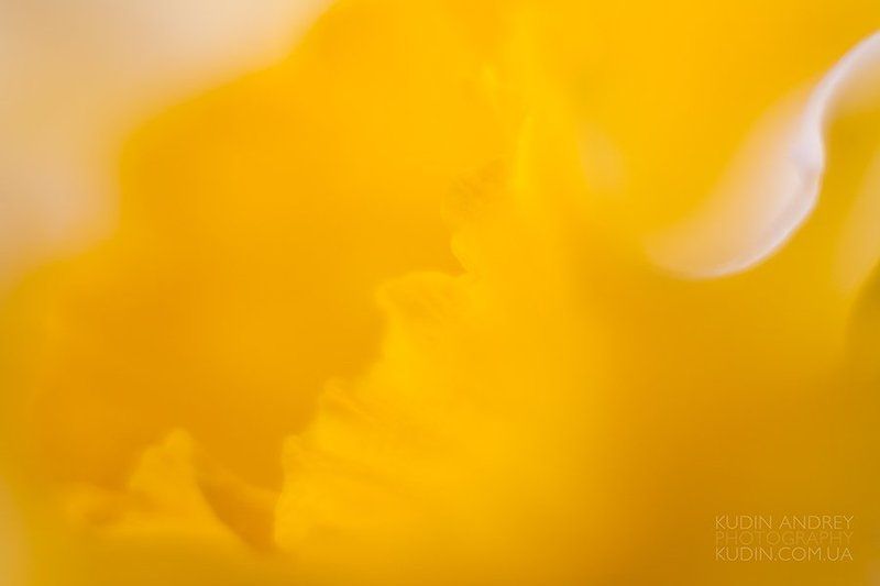 Весна, цвет. фото превью