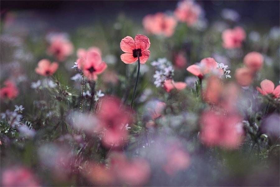 , Наталья Ова