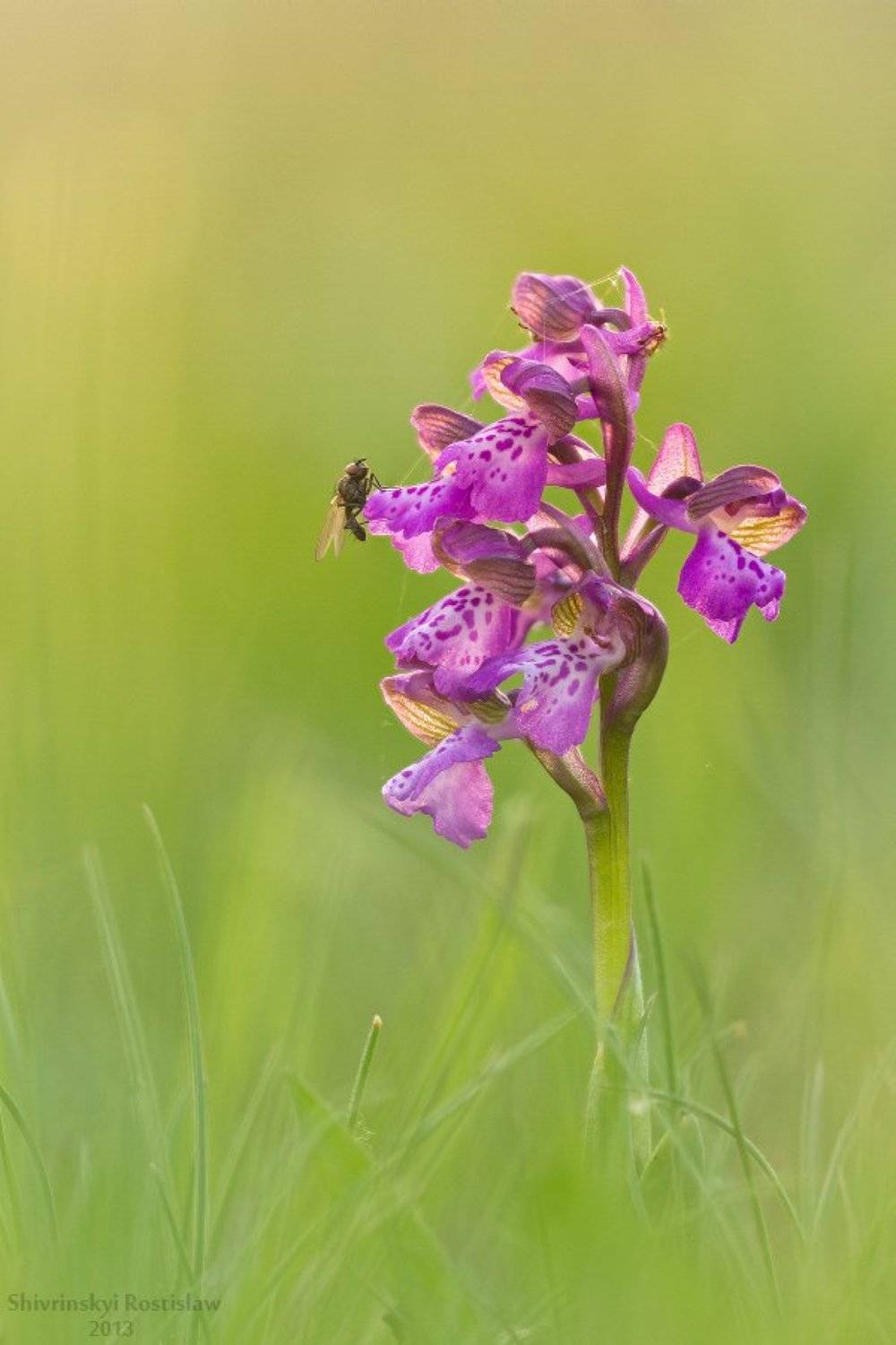 , Шивринский Ростислав