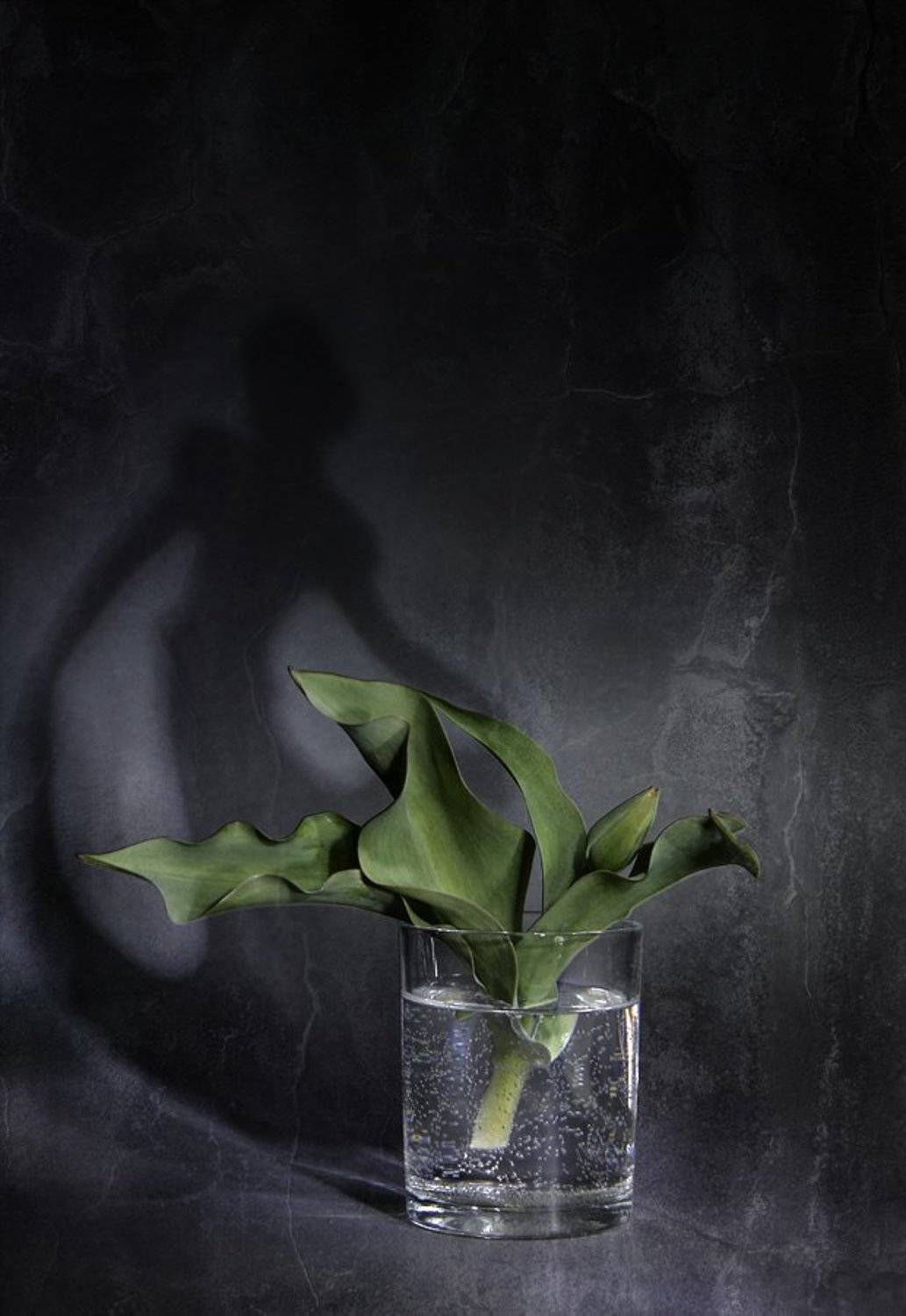 цветы, натюрморт, Svetlana Ра