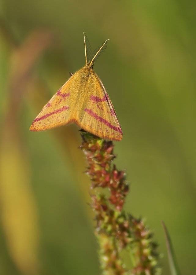, Чепленко Алексей
