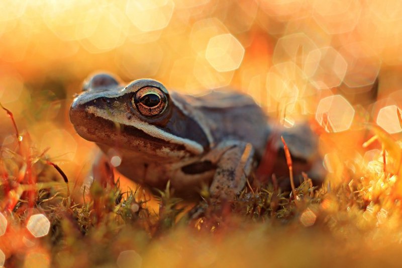frog фото превью