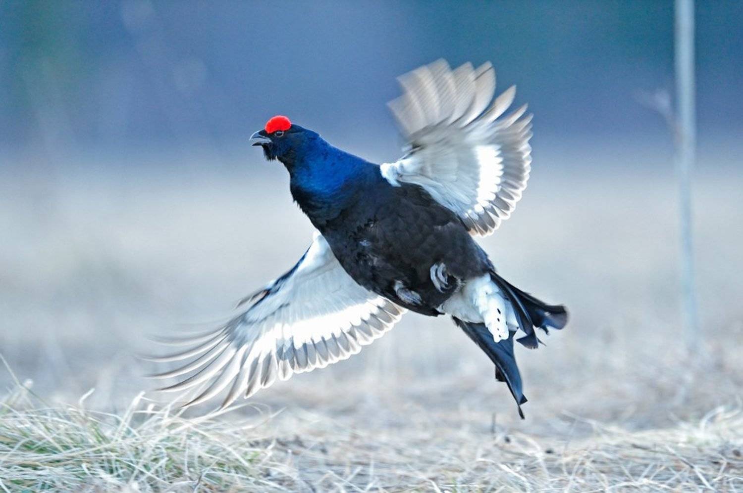 , Алексей Тищенко