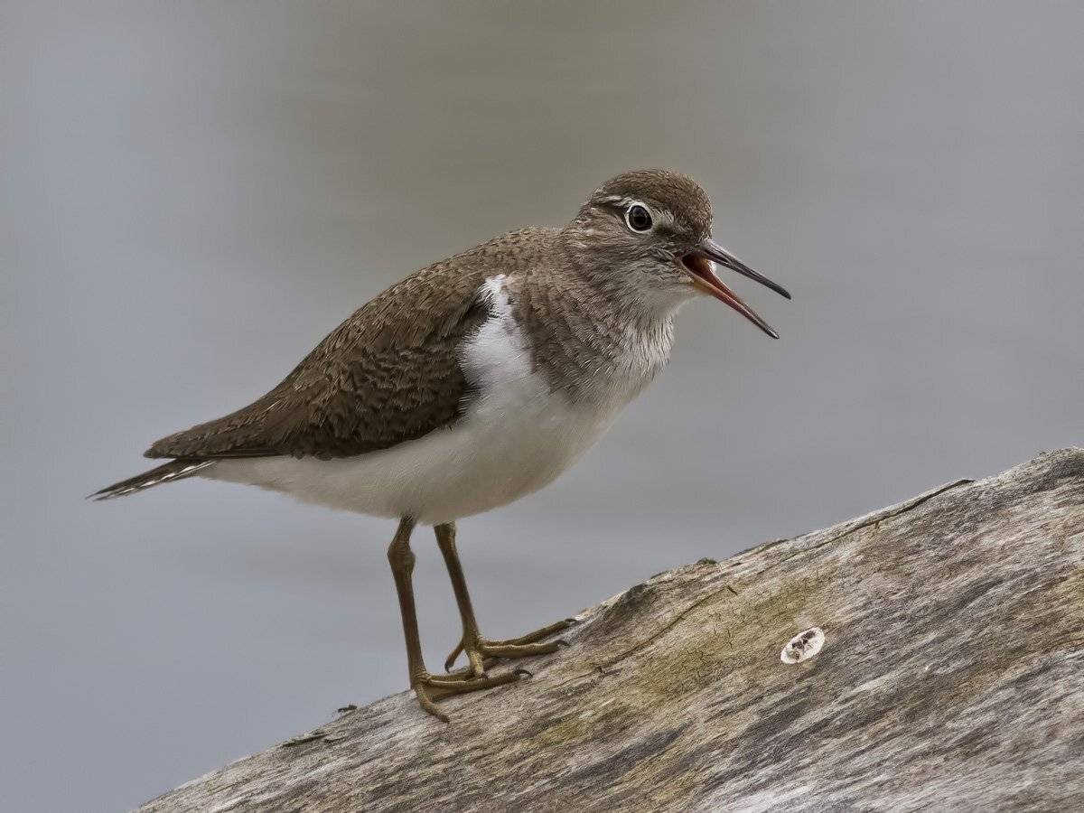 перевозчик, Ляпустин Юра
