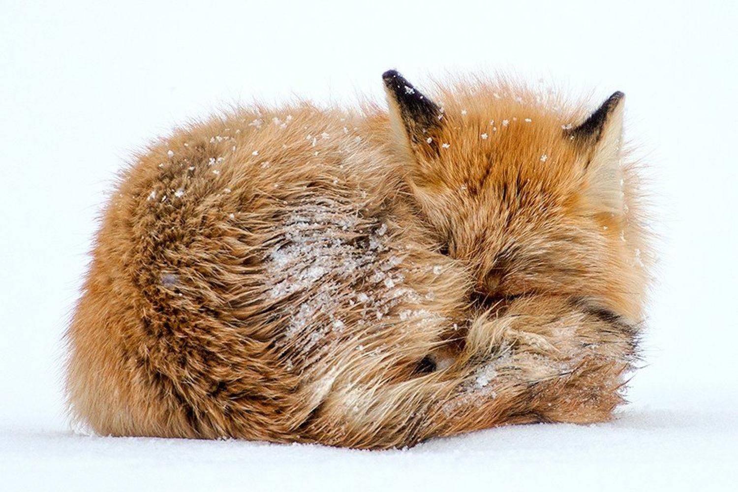 , Иван Кислов