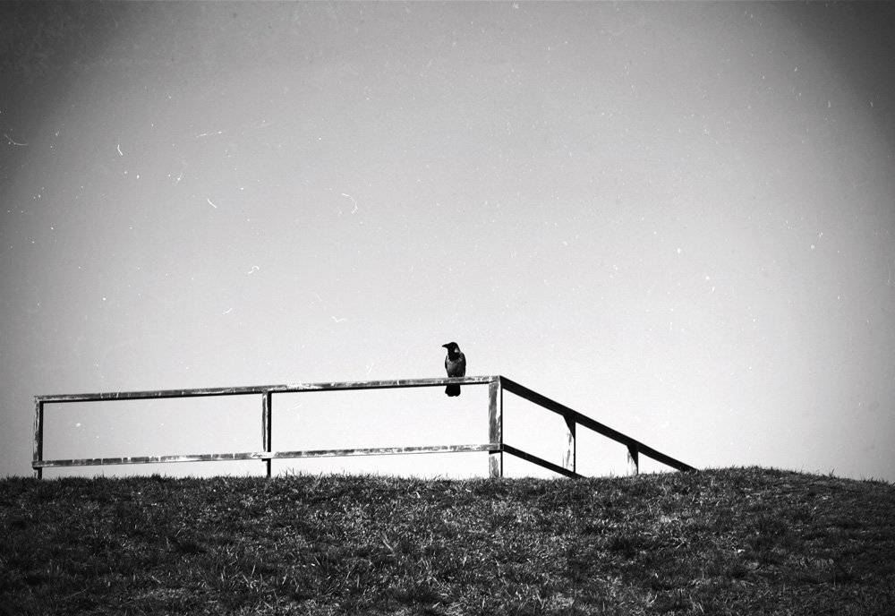 ворон, Юлия *