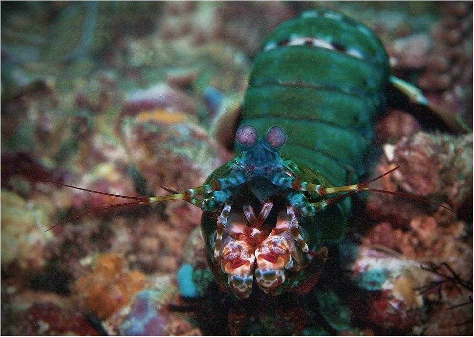 креветка, ротоногий, рак-богомол, Сергей Гаспарян