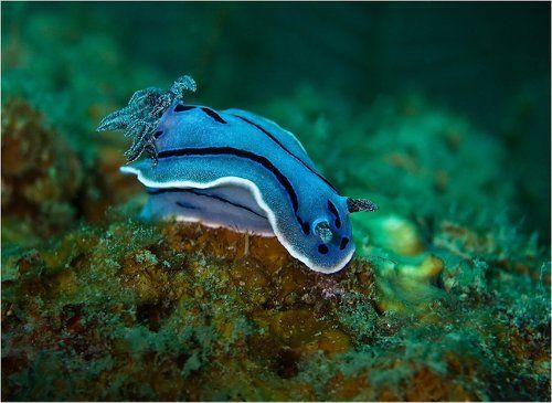 симпатяга голожабер