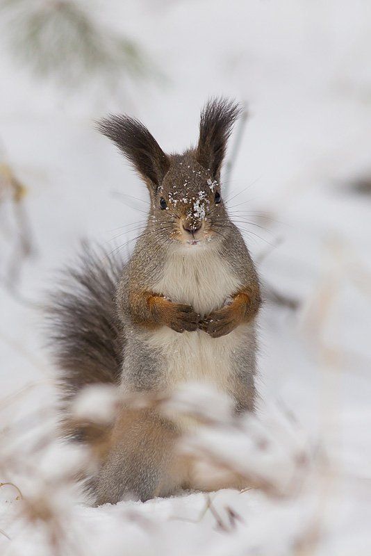 snow squirrel фото превью