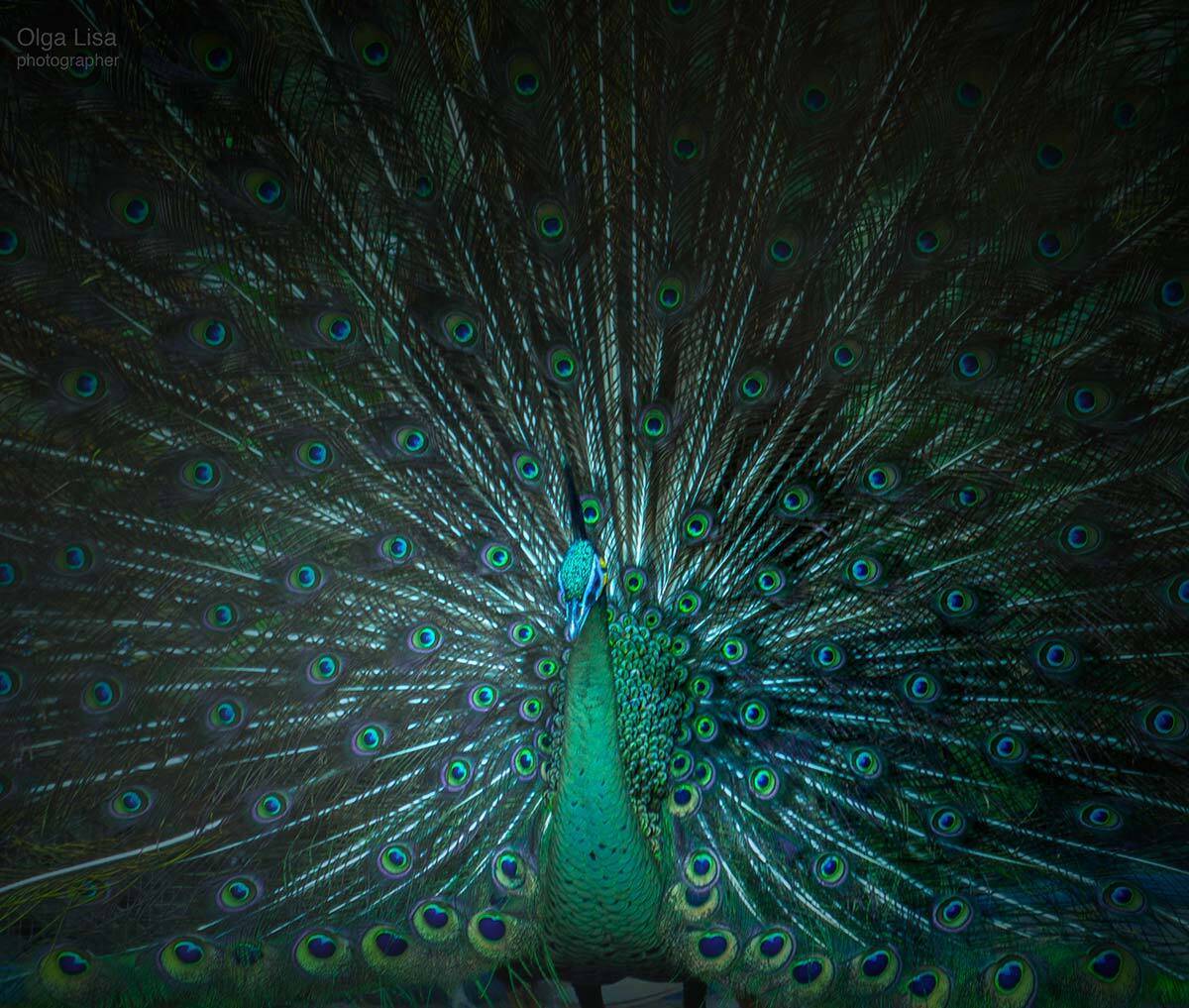 , Ольга Лиса