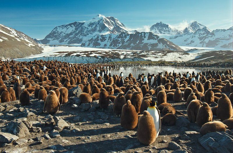 south, georgia Пейзаж с ледником и детским садом фото превью