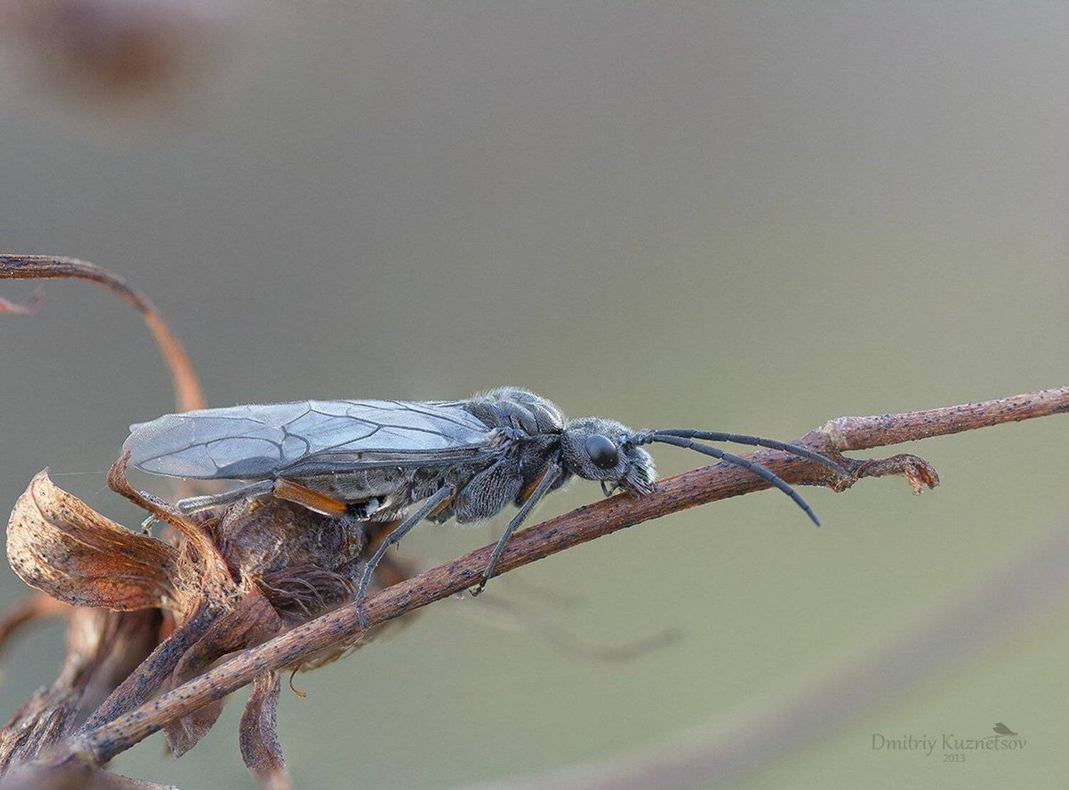 , Кузнецов Дмитрий