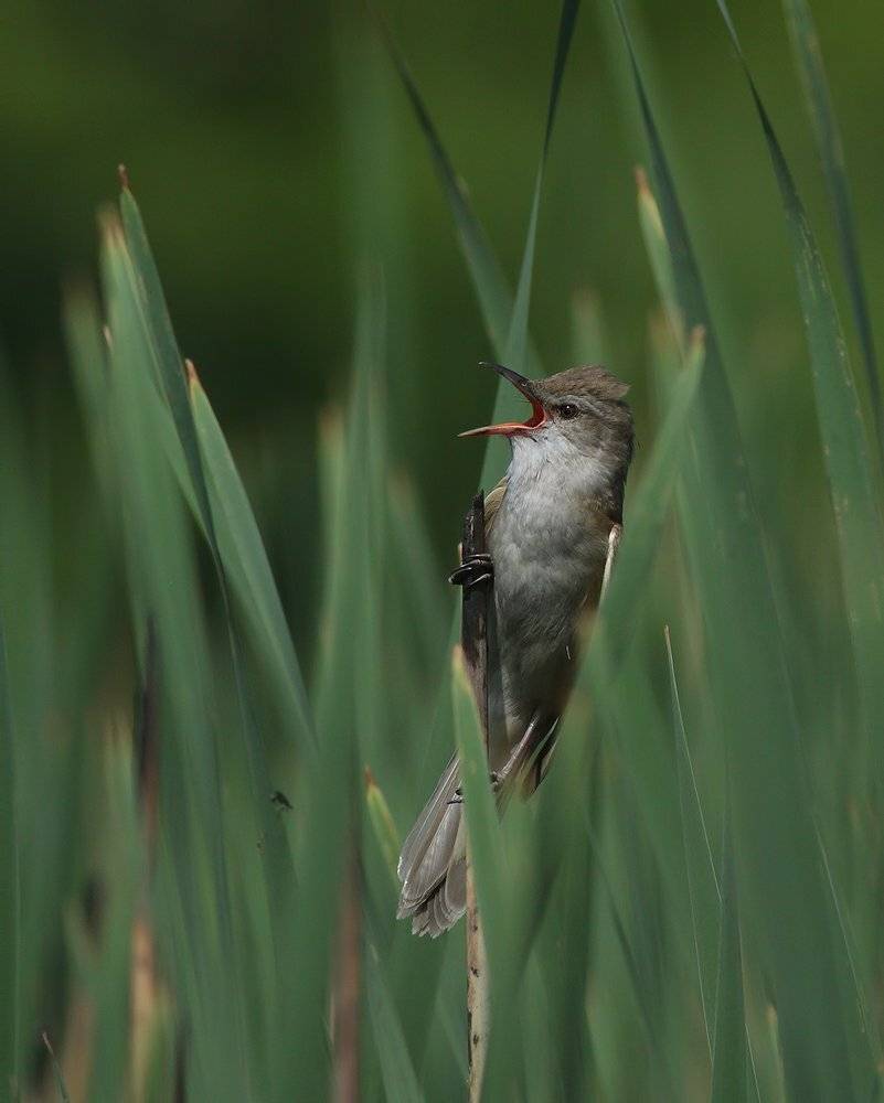 , Стефан Дянков