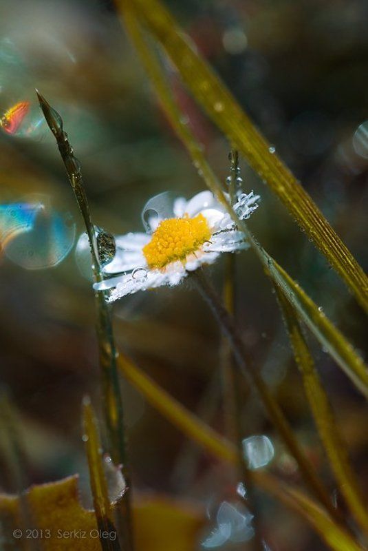 macro, flowers, spring, grass, art, nature, forest, dew, oleg serkiz May 3013 фото превью