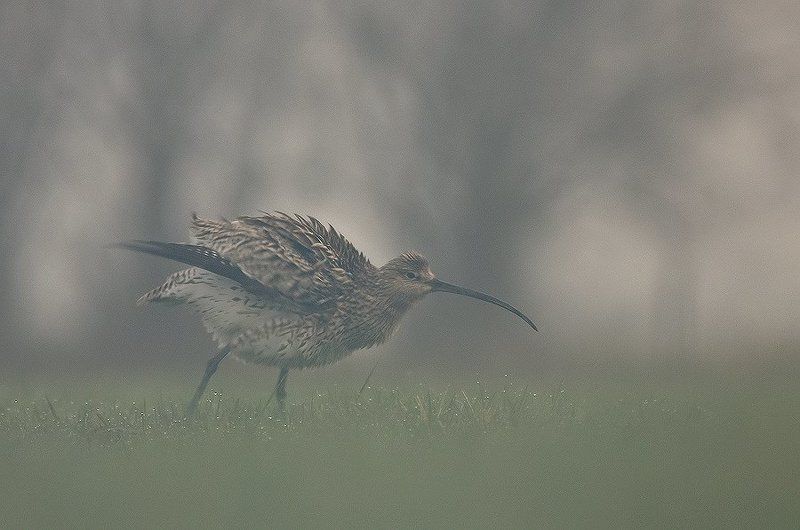 Curlew фото превью