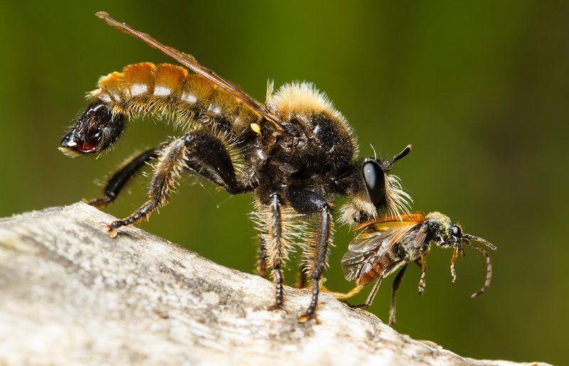 * фото превью