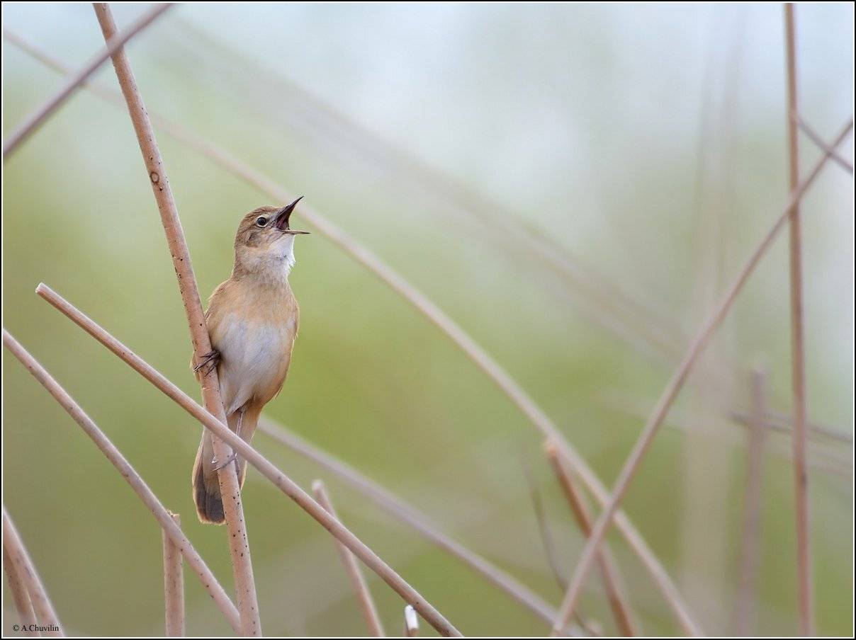 птица,соловьиный,сверчок,самец,luscinoides, Александр Чувилин