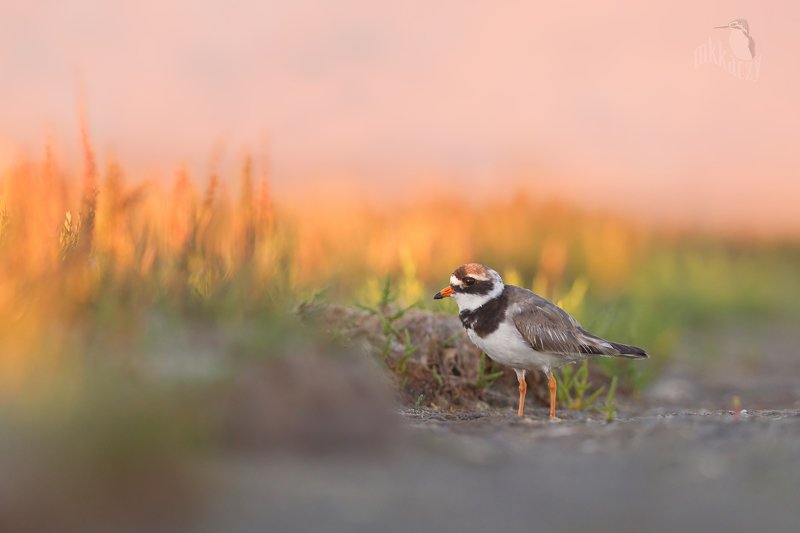 Ringed plover in late summer- Ireland фото превью