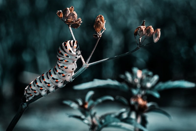 Metamorphosis фото превью