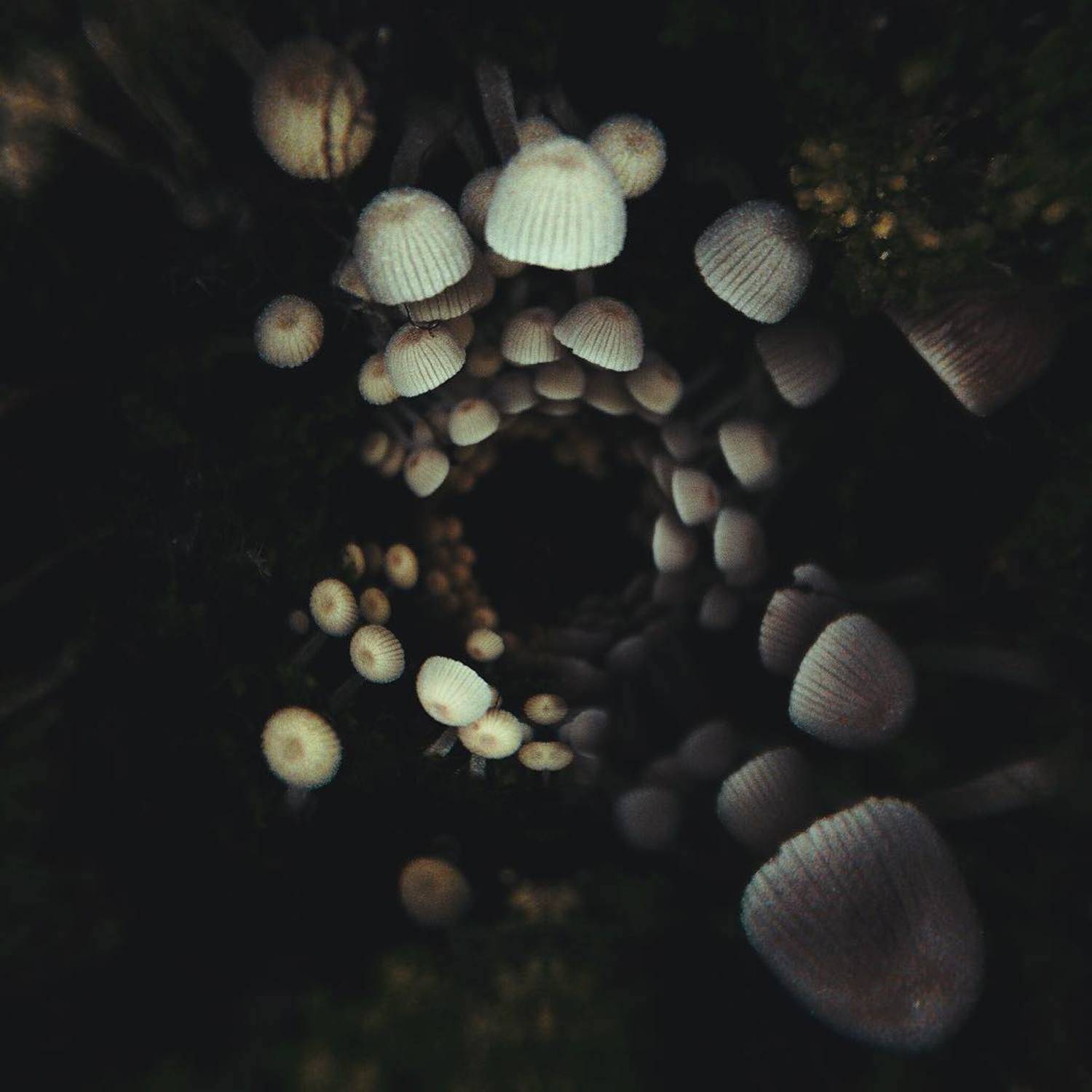 фотографалинция, Алинция Савельева