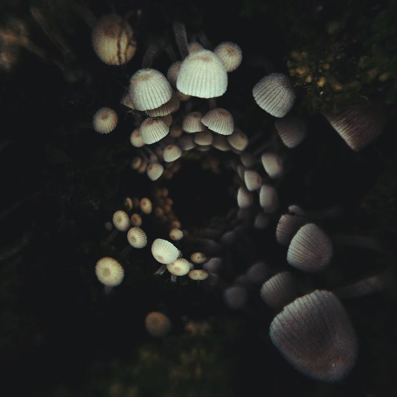 фотографалинция страна чудес фото превью