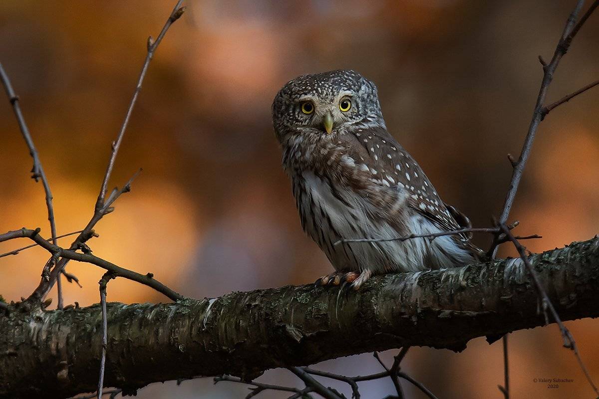 , Валерий Субачев