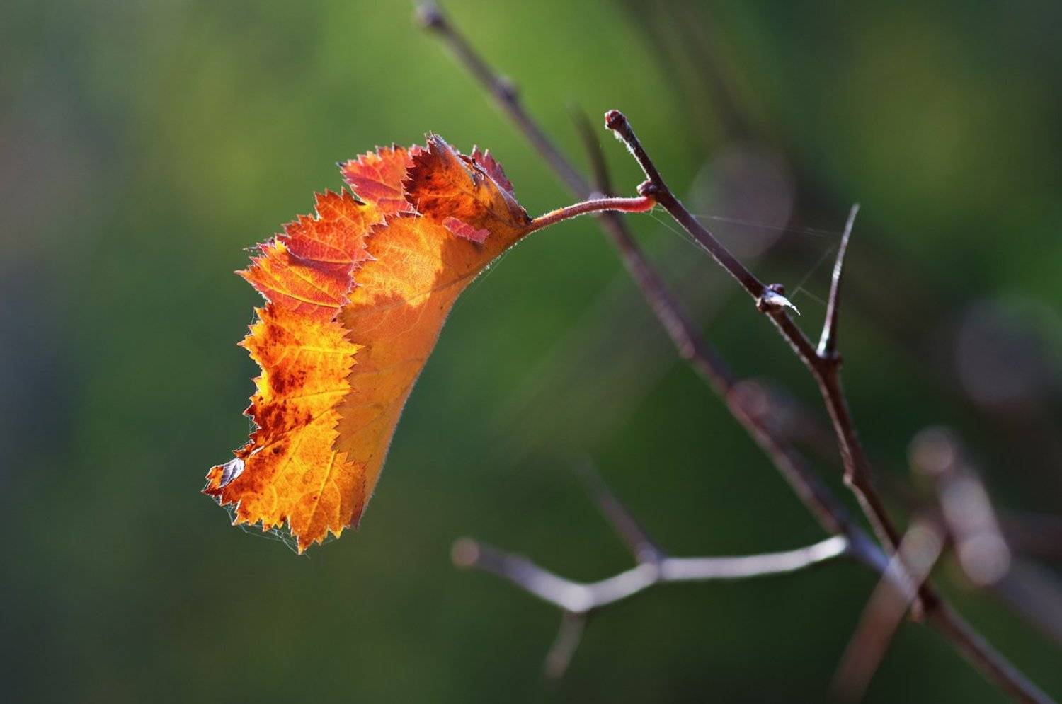 tokina 100 macro, beautiful, красивый, moment, момент, nature, природа, autumn, осень, осенний, leaf, лист, branch, ветка, hawthorn, боярышник, sunny, солнечно,, Наталья Терентьева