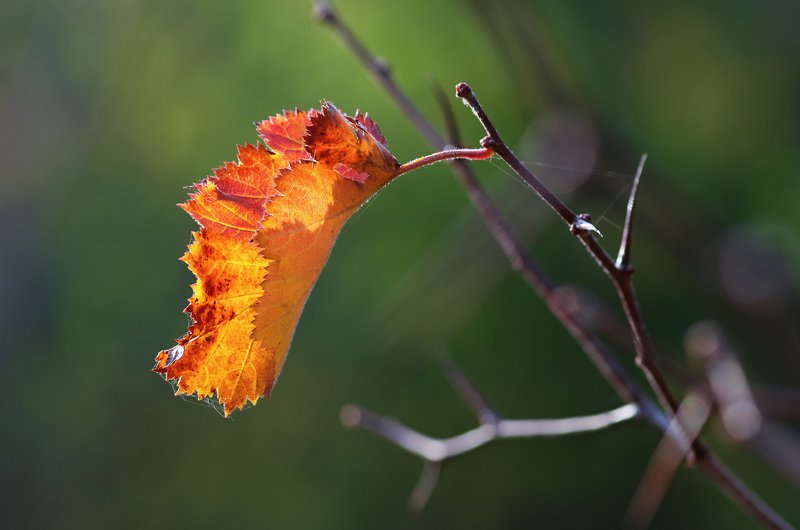 tokina 100 macro, beautiful, красивый, moment, момент, nature, природа, autumn, осень, осенний, leaf, лист, branch, ветка, hawthorn, боярышник, sunny, солнечно, Солнечно, тепло и тихо... фото превью