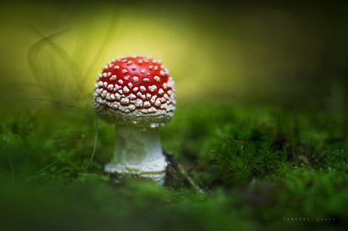 Amanita muscaria  IV.