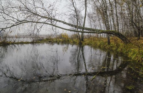 Дождь на лесном болотце
