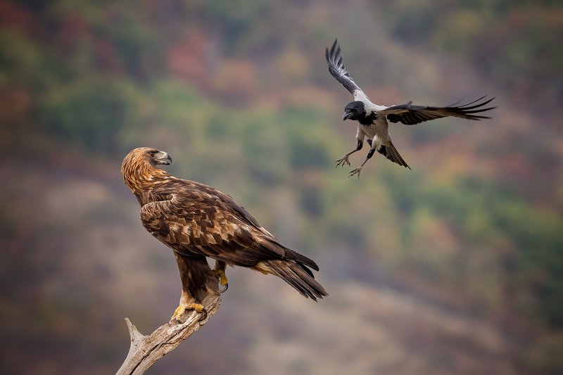 Golden eagle v.s. Gray crow... фото превью