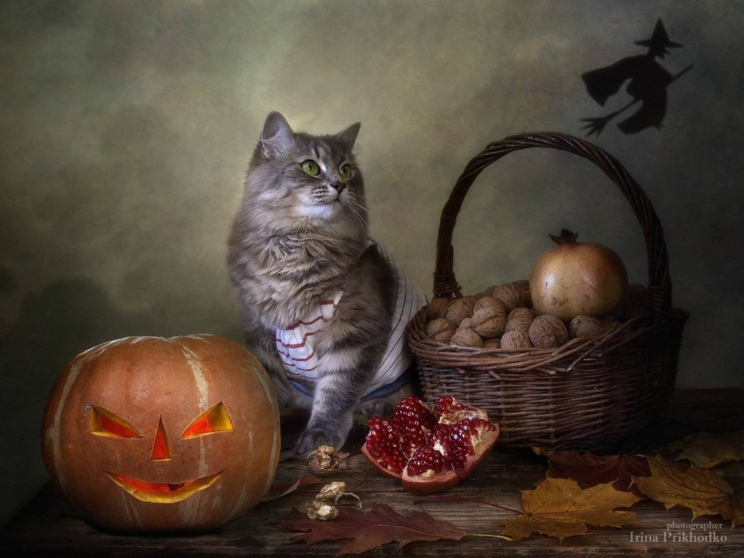 постановочная фотография, хэллоуин, кошка Масяня, джек-фонарь, тыква, осень, котонатюрморт, зоонатюрморт, Ирина Приходько