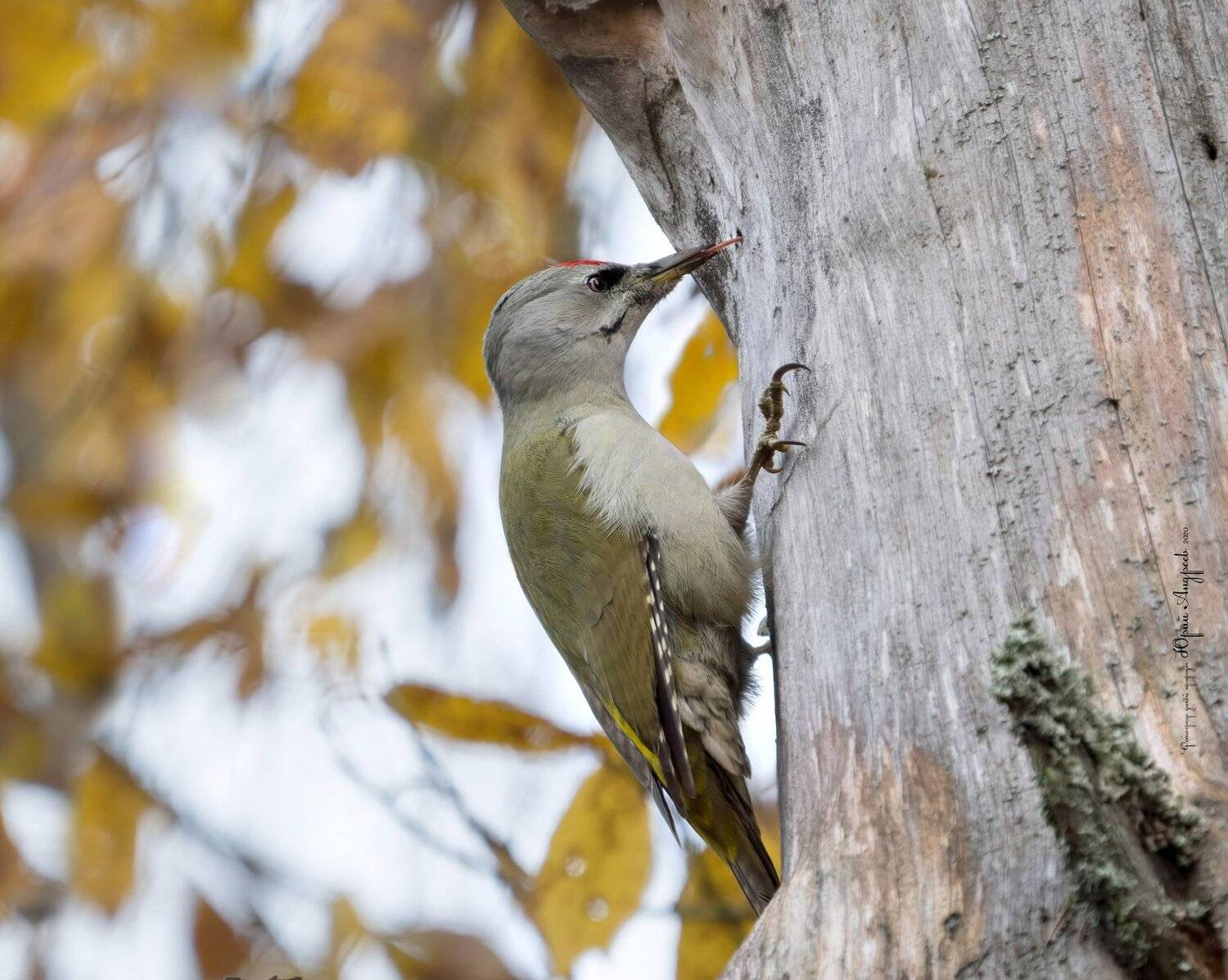 дятел седой, picus canus, лечить деревья, лес, сосна сухая, Юрий Андреев
