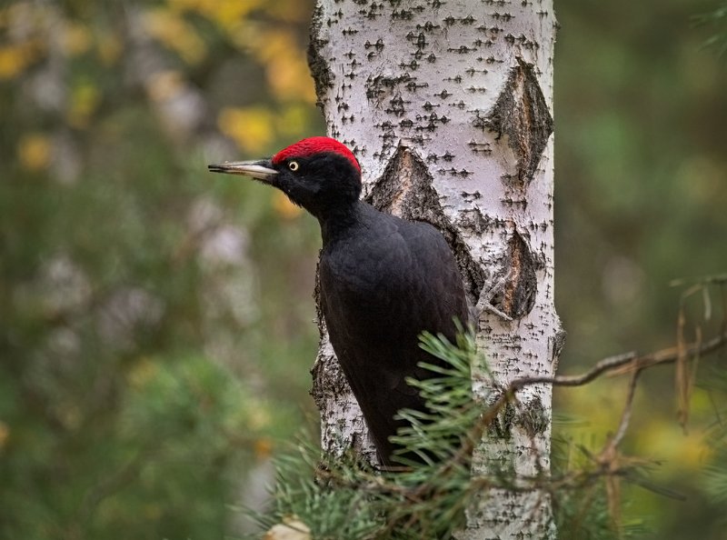 птица, большой чёрный дятел, желна, Желна.. фото превью