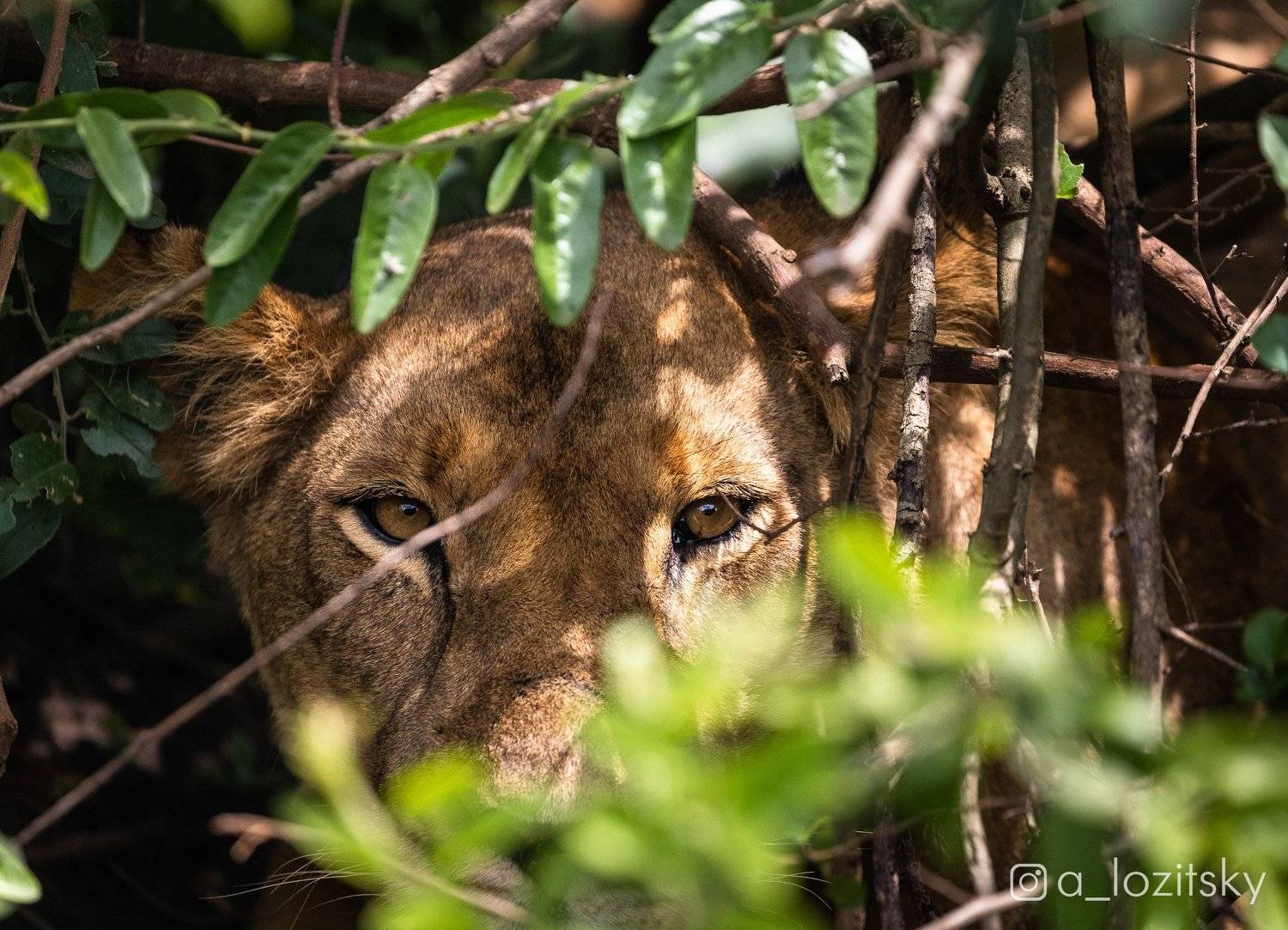 , Александр Лозицкий