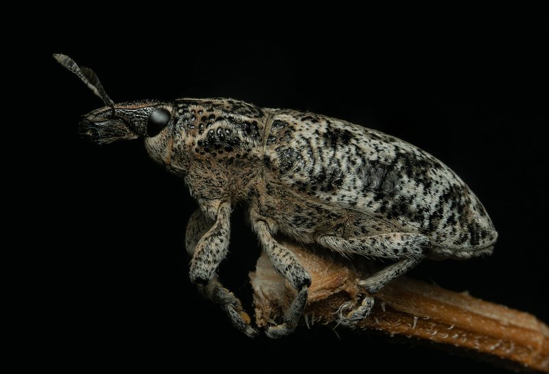 макро,вега11у,долгоносик,жук Кожаный нос :) фото превью