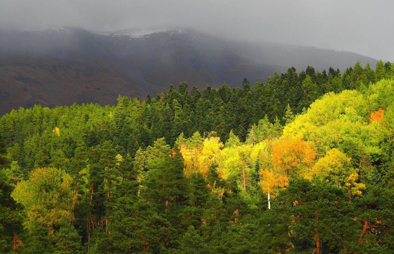 архыз, Андрей Перешеин
