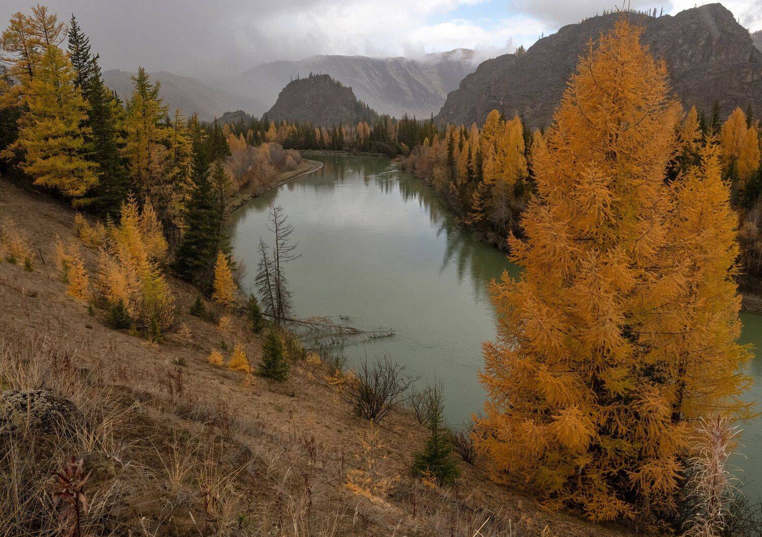 алтай, чуя, лиственницы., сентябрь 2020., #лигастранников, #норникельконкурс, Марина Фомина