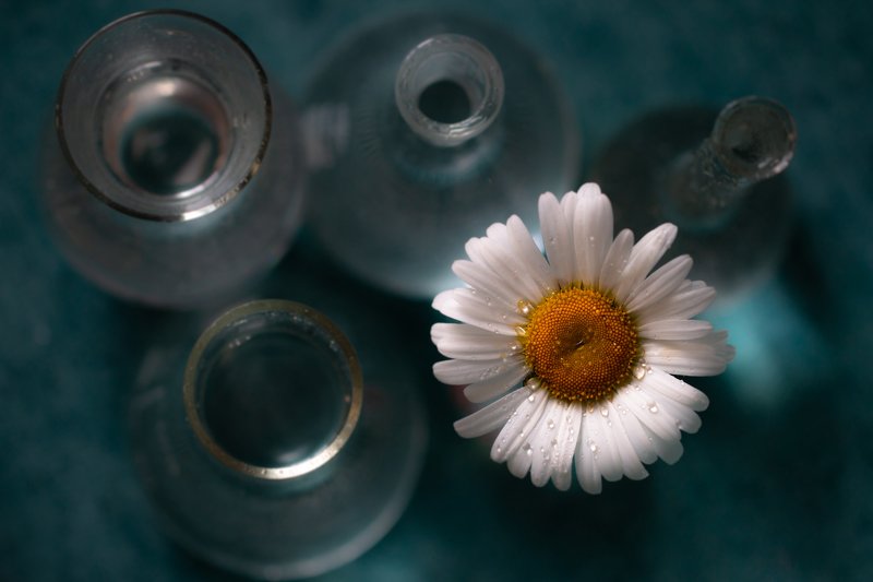 Lonley Daisy фото превью