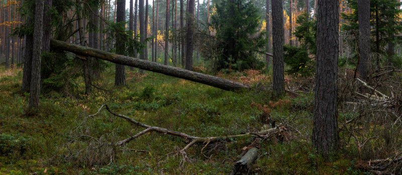 лес, осень, деревья, ветви, ели, бурелом В лесу фото превью