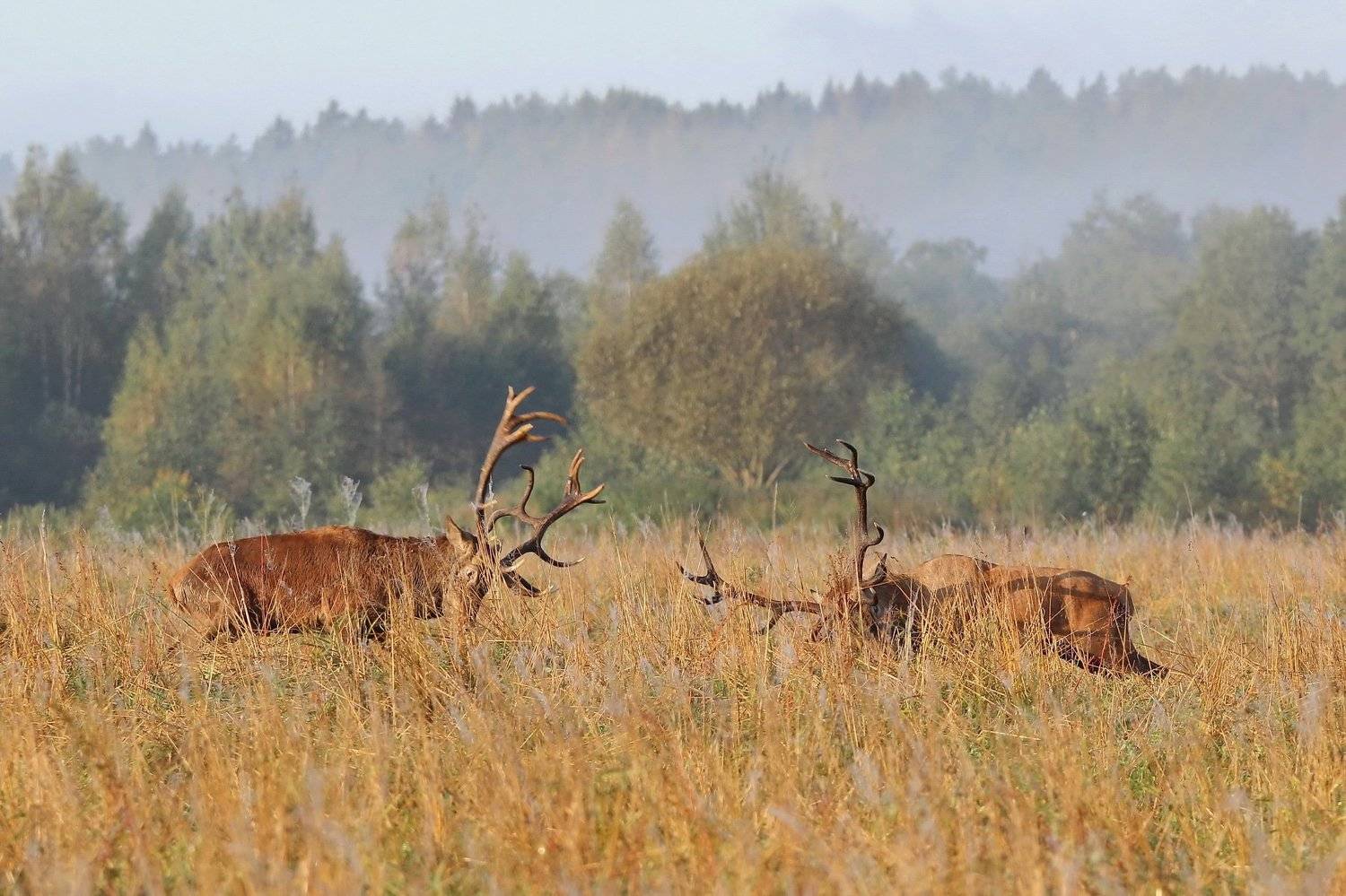 111, Пашкевич Василий