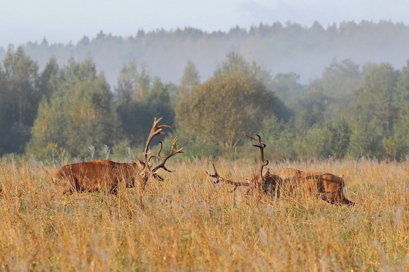 111 111 фото превью