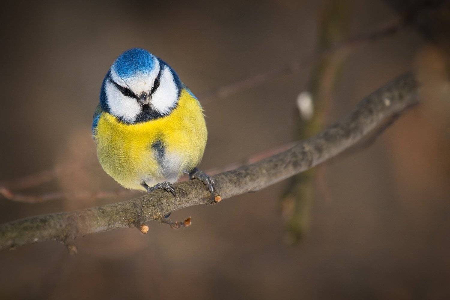 Titmouse. Автор: Robert Adamec , Robert Adamec