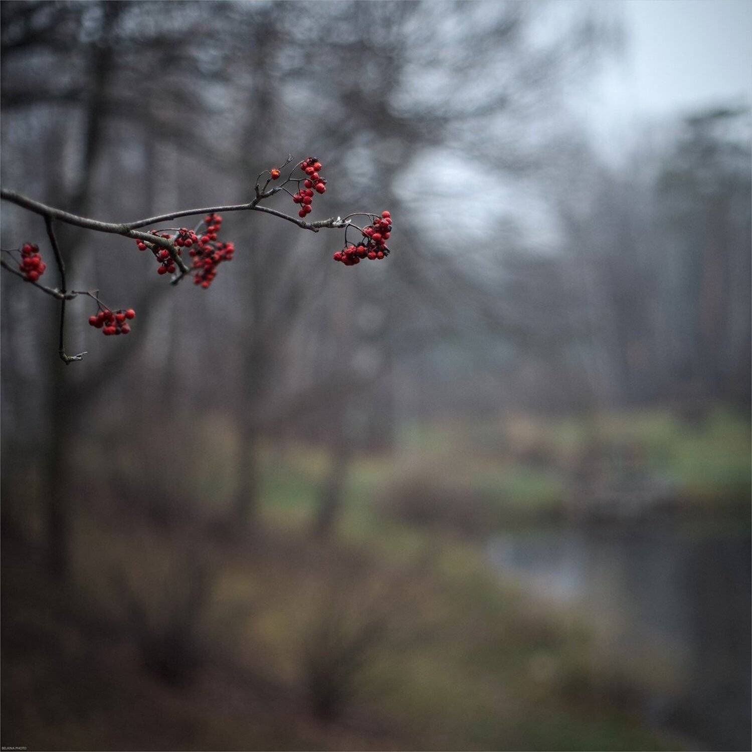 , Ариадна Белкина