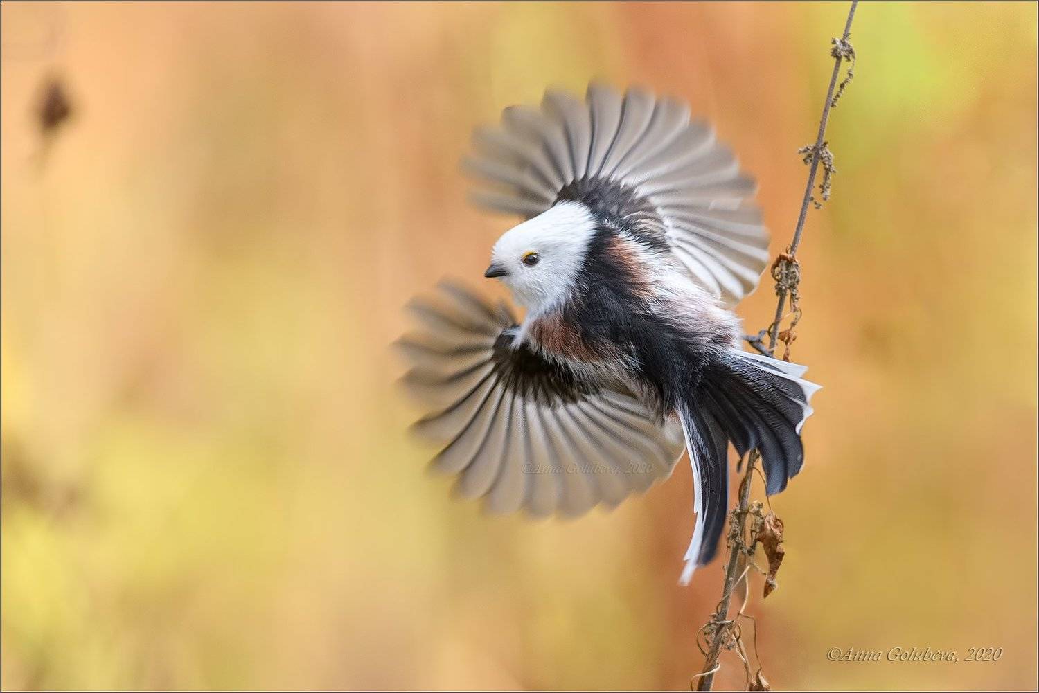 птицы, природа, ополовник, синица длиннохвостая, aegithalos caudatus, long-tailed tit, осень, октябрь, 2020, москва, россия, Анна Голубева