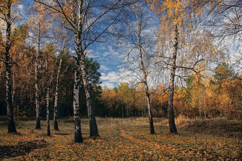 Осенние березки фото превью