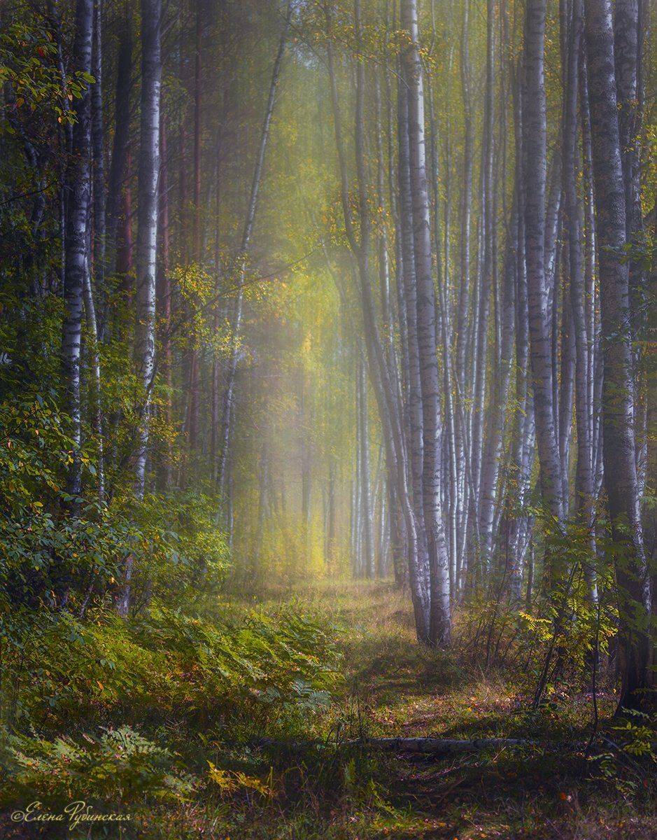 пейзаж, природа, кострома, Елена Рубинская